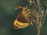 Lasiocampa quercus 7, Hageheld, Vlinderstichting-Nely Honig