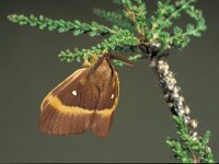 Lasiocampa quercus 8, Hageheld, male, Saxifraga-Frits Bink
