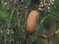 Lasiocampa quercus 9, Hageheld, Vlinderstichting-Nely Honig