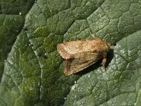 Lasionycta imbecilla