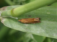 Lathronympha strigana