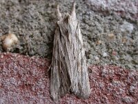 Lithophane leautieri