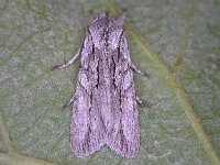 Lithophane leautieri 2, Coniferenuil, Saxifraga-Peter Meininger