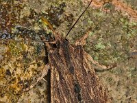 Lithophane semibrunnea