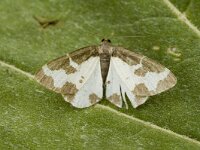 Lomaspilis marginata 2, Gerande spanner, Saxifraga-Jan van der Straaten