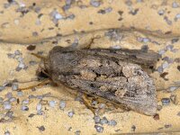 Luperina testacea, Flounced Rustic