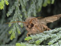 Luperina testacea 02 #13903 : Luperina testacea, Gewone grasuil