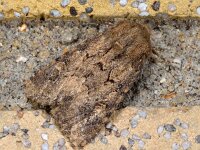 Luperina testacea 5, Gewone grasuil, Saxifraga-Ab H Baas