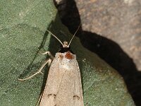 Lygephila craccae, Scarce Blackneck