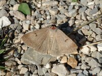 Lygephila craccae 2, Saxifraga-Marijke Verhagen