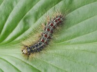 Lymantria dispar, Gypsy Moth