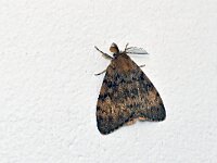 Lymantria dispar 30, Plakker, Saxifraga-Tom Heijnen