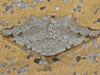 Macaria alternata, Sharp-angled Peacock