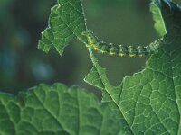 Macaria wauaria, V-Moth