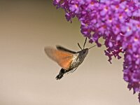 Kolibrievlinder  kolibrievlider op vlinderstruik : Macroglossum stellatarum