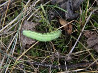 Macroglossum stellatarum 18, Kolibrievlinder, Saxifraga-Peter Meininger
