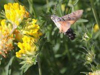 Macroglossum stellatarum 19, Kolibrievlinder, Saxifraga-Peter Meininger