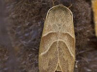 Macrothylacia rubi 10, Veelvraat, Saxifraga-Jan Nijendijk