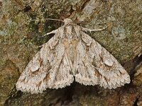 Meganephria bimaculosa