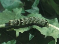 Melanchra persicariae 2, Perzikkruiduil, Vlinderstichting-Nely Honig