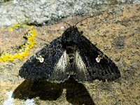 Melanchra persicariae 8, Perzikkruiduil, Saxifraga-Bart Vastenhouw