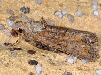 Mesoligia furuncula