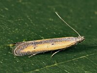 Mesophleps trinotella