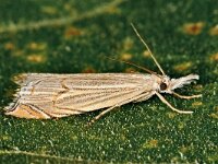 Metacrambus carectellus