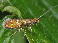 Micropterix aruncella #16503 : Micropterix aruncella, vroege oermot