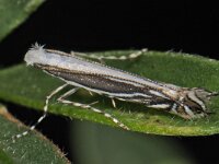 Micrurapteryx kollariella