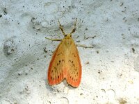 Miltochrista miniata