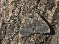 Mormo maura, Old Lady