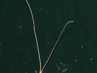 Mystacides longicornis