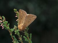 Mythimna albipuncta, White-Point