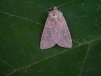 Mythimna albipuncta 2, Witstipgrasuil, Saxifraga-Peter Meininger