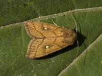 Mythimna conigera, Brown-line Bright-eye