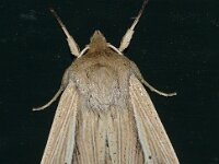 Mythimna impura 8, Stompvleugelgrasuil, Saxifraga-Foto Fitis-Adriaan Dijksen