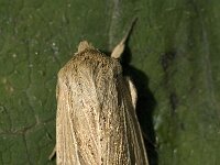 Mythimna pallens, Common Wainscot