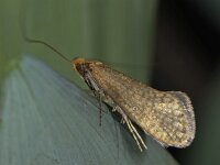 Nematopogon adansoniella