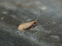 Nematopogon metaxella