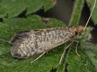 Nematopogon robertella