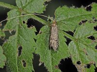 Nematopogon robertella 2, Naaldboslangsprietmot, Saxifraga-Ab H Baas