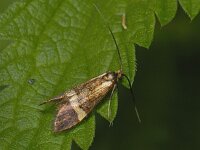 Nemophora degeerella #07782 : Nemophora degeerella