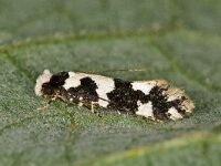 Neurothaumasia ankerella