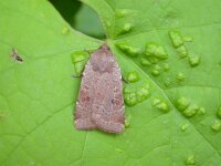 Noctua comes 7, Volgeling, Saxifraga-Peter Meininger