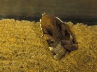 Noctua fimbriata, Broad-bordered Yellow Underwing