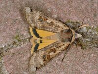 Noctua pronuba 4, Huismoeder, Saxifraga-Peter Gergely