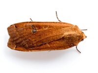 Noctua pronuba 6, Huismoeder, Saxifraga-Bart Vastenhouw