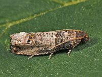 Notocelia incarnatana