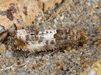 Notocelia rosaecolana